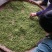 出售高山山谷野生黄山毛峰，纯手工古法制茶。