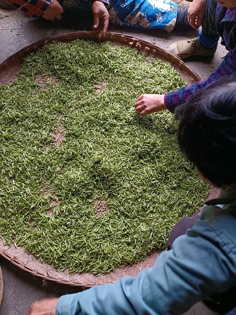 出售高山山谷野生黄山毛峰，纯手工古法制茶。