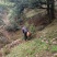 出售高山山谷野生黄山毛峰，纯手工古法制茶。