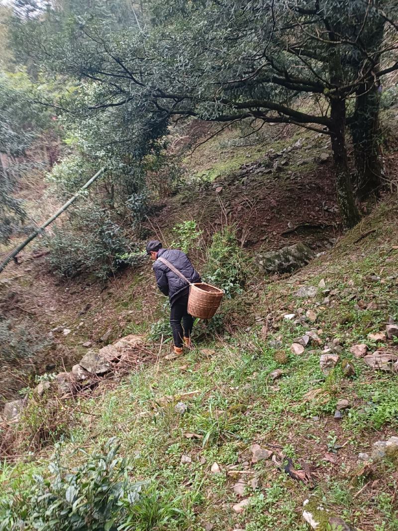 出售高山山谷野生黄山毛峰，纯手工古法制茶。