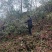 出售高山山谷野生黄山毛峰，纯手工古法制茶。
