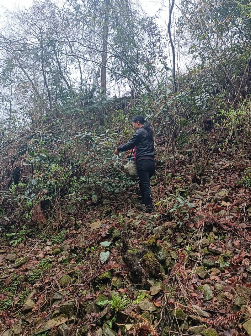 出售高山山谷野生黄山毛峰，纯手工古法制茶。
