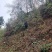 出售高山山谷野生黄山毛峰，纯手工古法制茶。