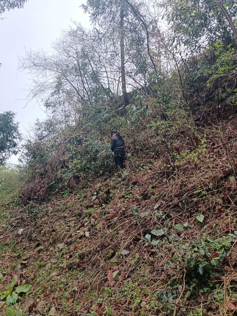 出售高山山谷野生黄山毛峰，纯手工古法制茶。