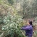 出售高山山谷野生黄山毛峰，纯手工古法制茶。