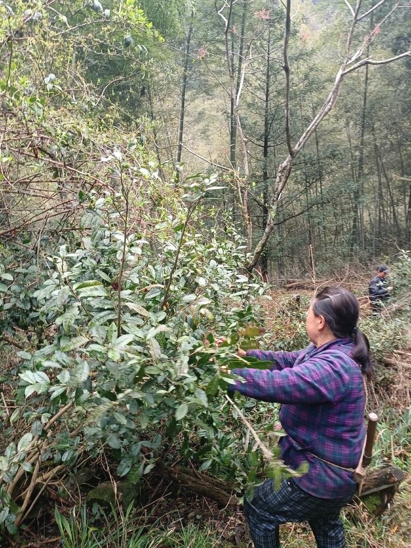 出售高山山谷野生黄山毛峰，纯手工古法制茶。