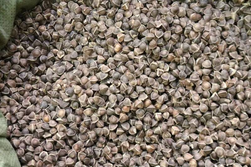 进口辣木籽500g包邮批发零售剥壳嚼着吃支持代发