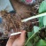 黄精种苗多花倒苗黄精野生黄精苗子药典黄精姜形黄精