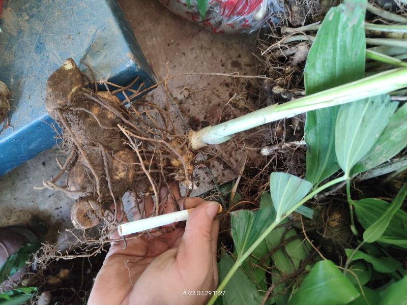 黄精种苗多花倒苗黄精野生黄精苗子药典黄精姜形黄精