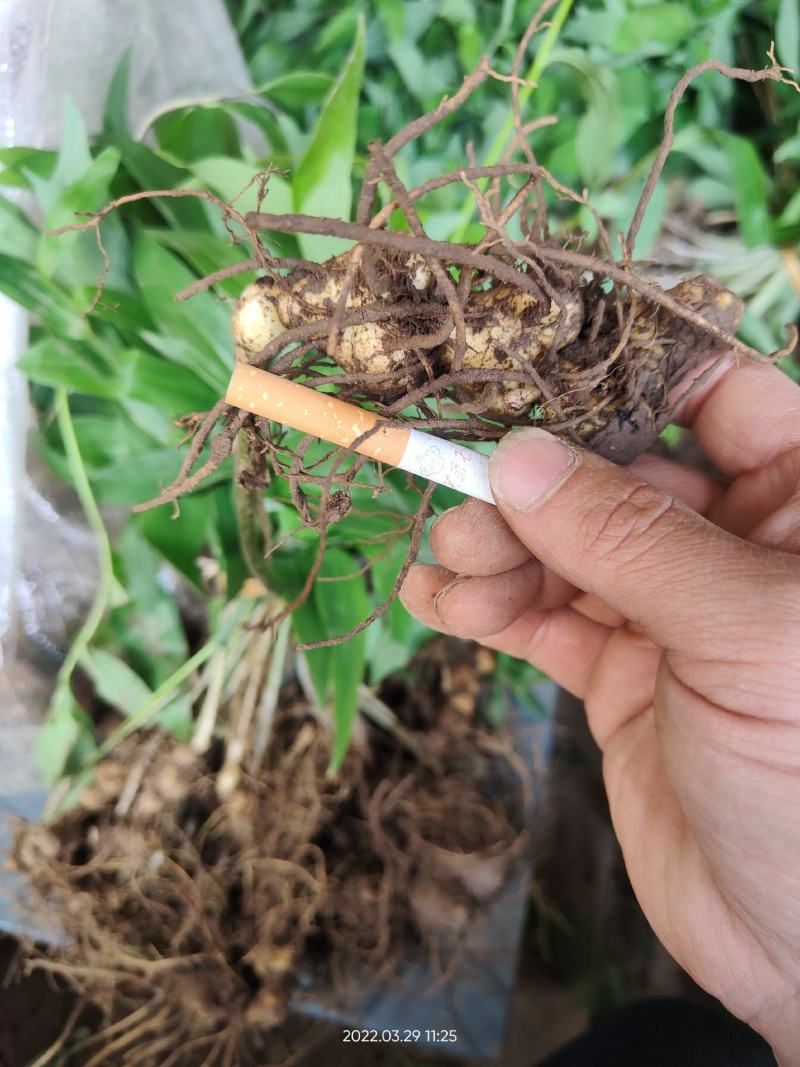 黄精种苗多花倒苗黄精野生黄精苗子药典黄精姜形黄精
