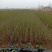 绿叶水蜡高度40公分50公分60公分2-5分枝