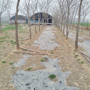 合欢