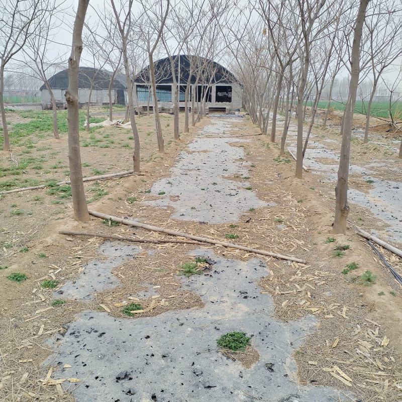 合欢