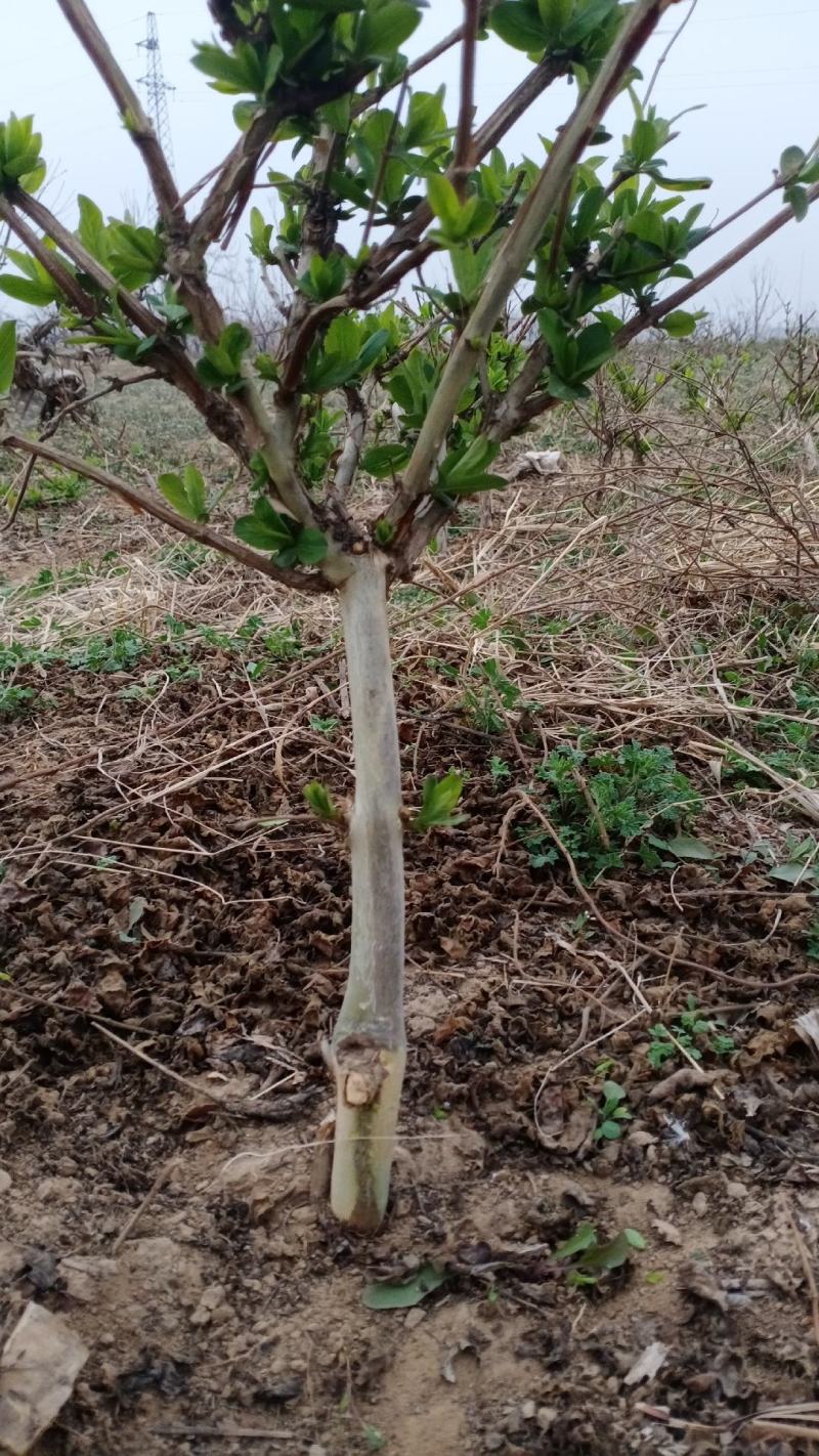 处理一批金银花盆景小桩，3年的可盆栽可地栽