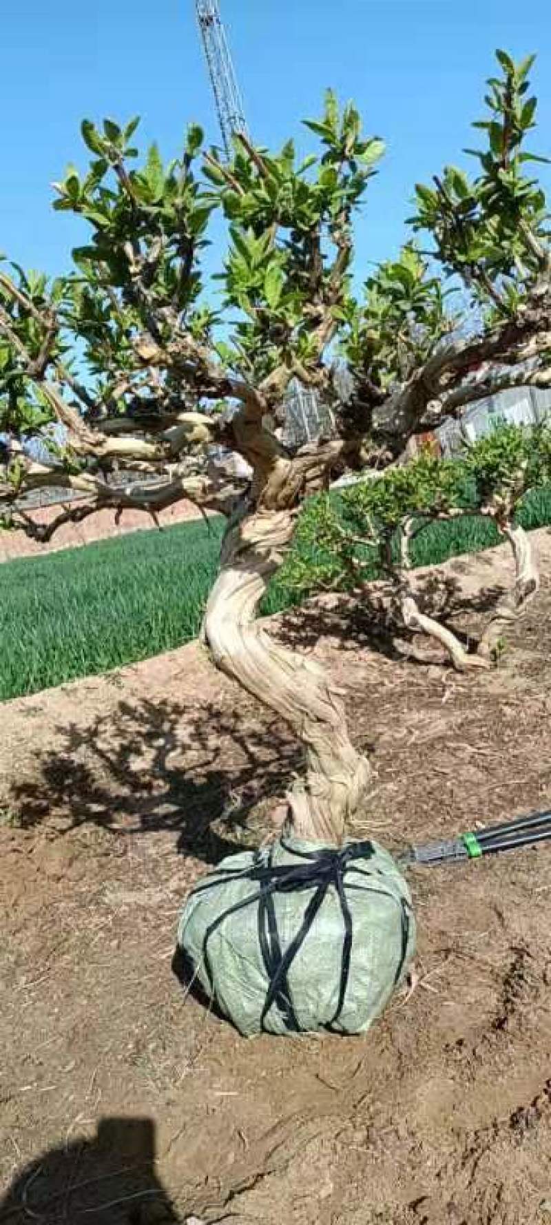 处理一批金银花盆景小桩，3年的可盆栽可地栽