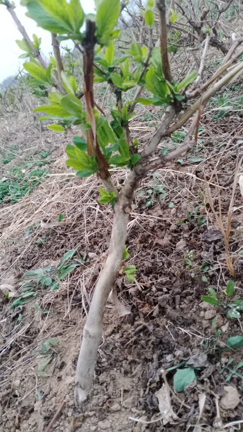 处理一批金银花盆景小桩，3年的可盆栽可地栽