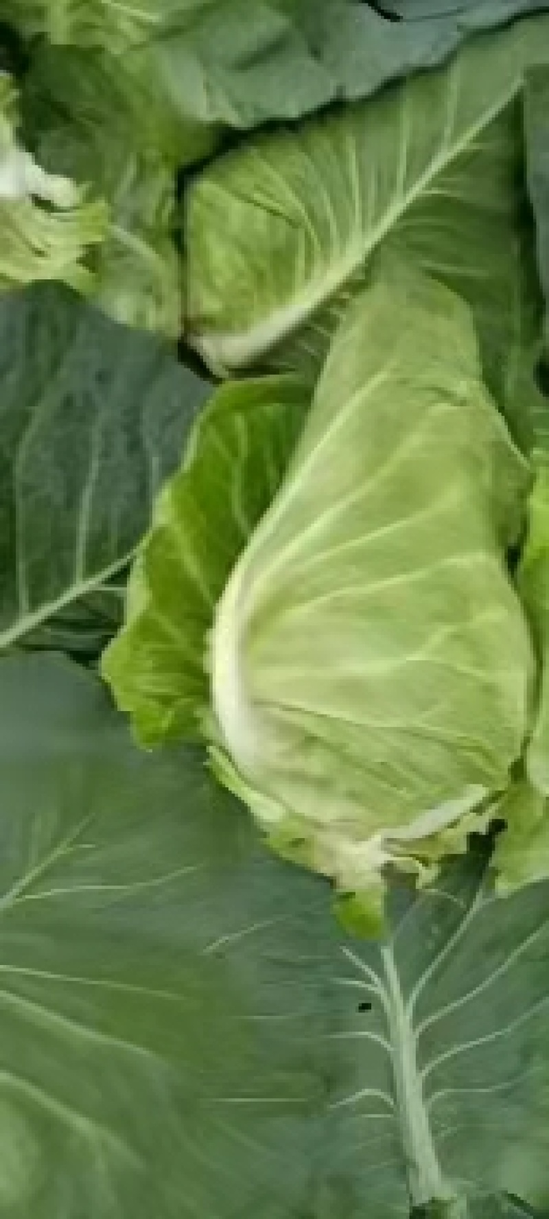 鸡心白牛心甘蓝