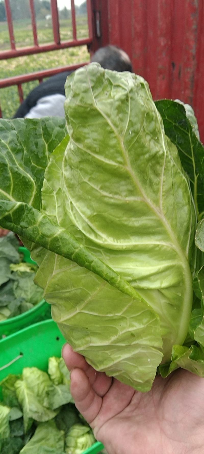 鸡心白牛心甘蓝