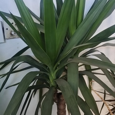 幸福树
