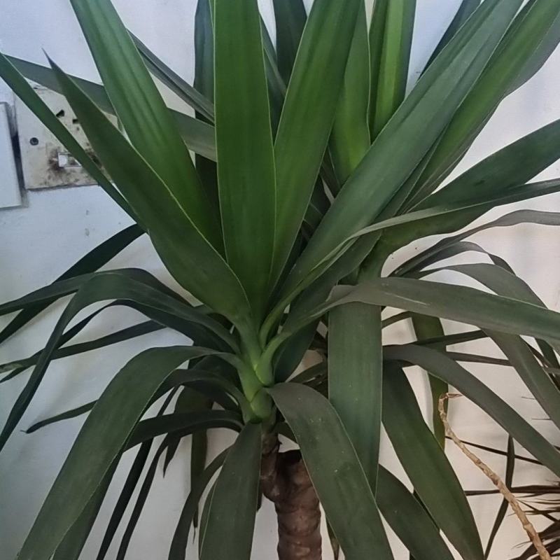 幸福树