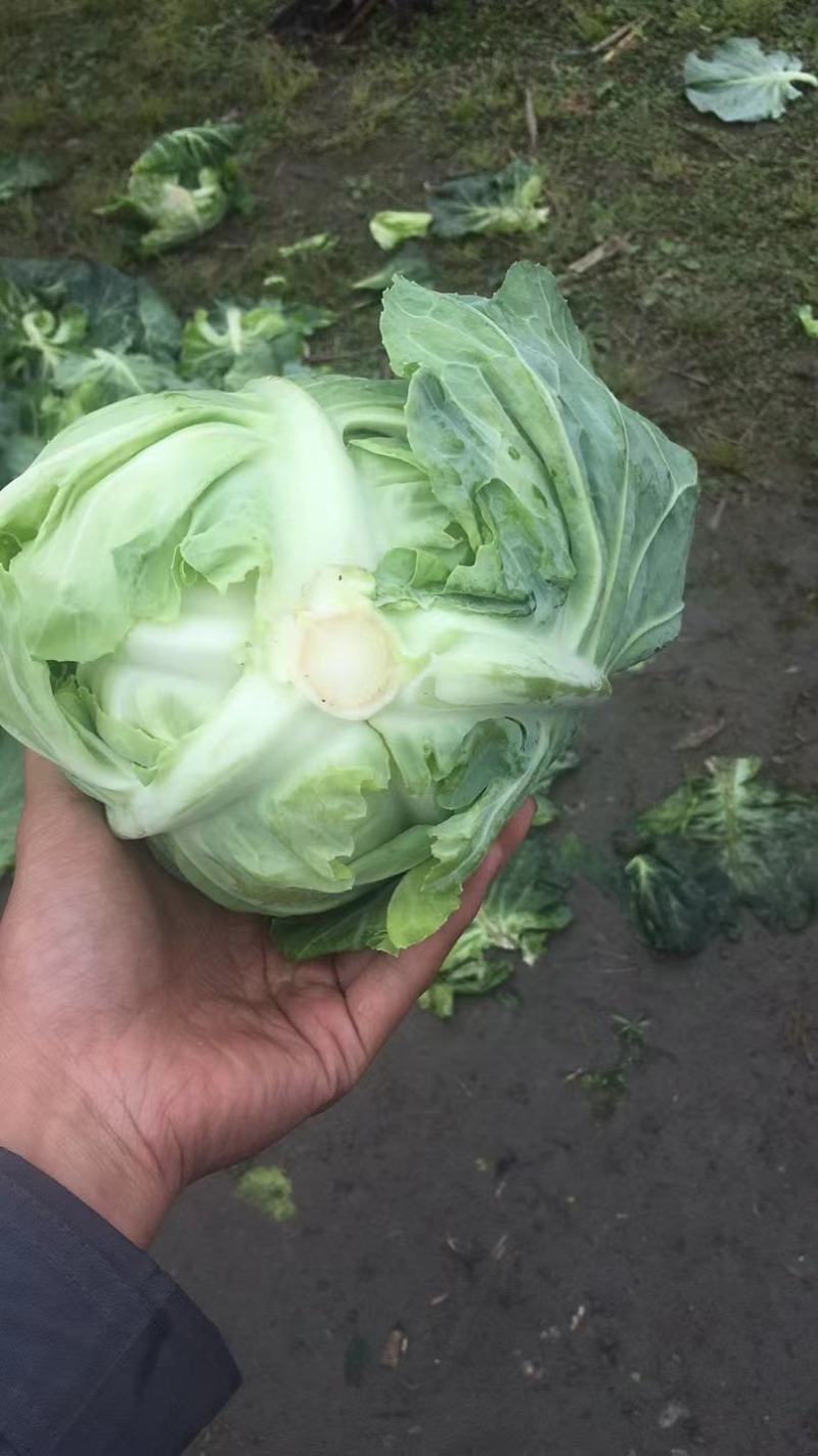 鸡心白牛心甘蓝