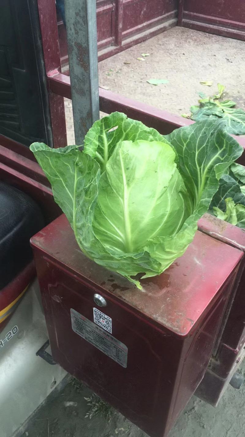 鸡心白牛心甘蓝
