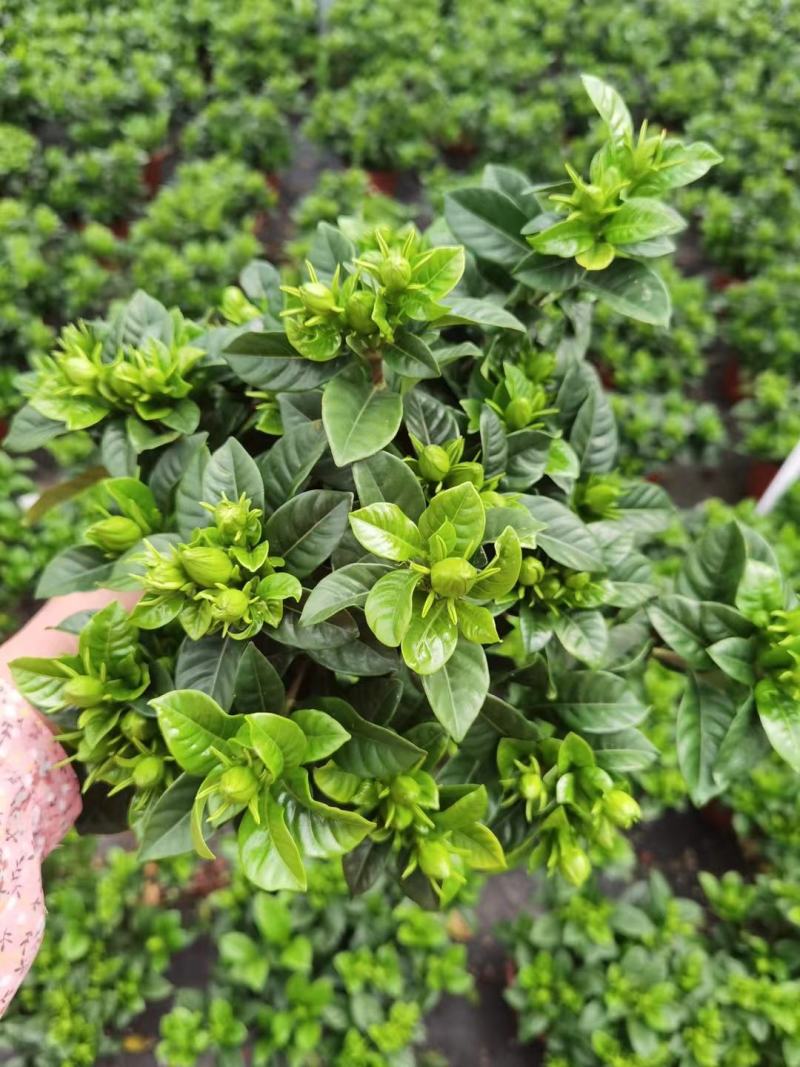 栀子花四季栀子花花带花苞发货大叶栀子花