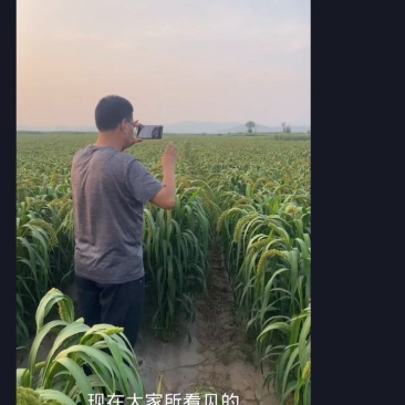 小米大白谷