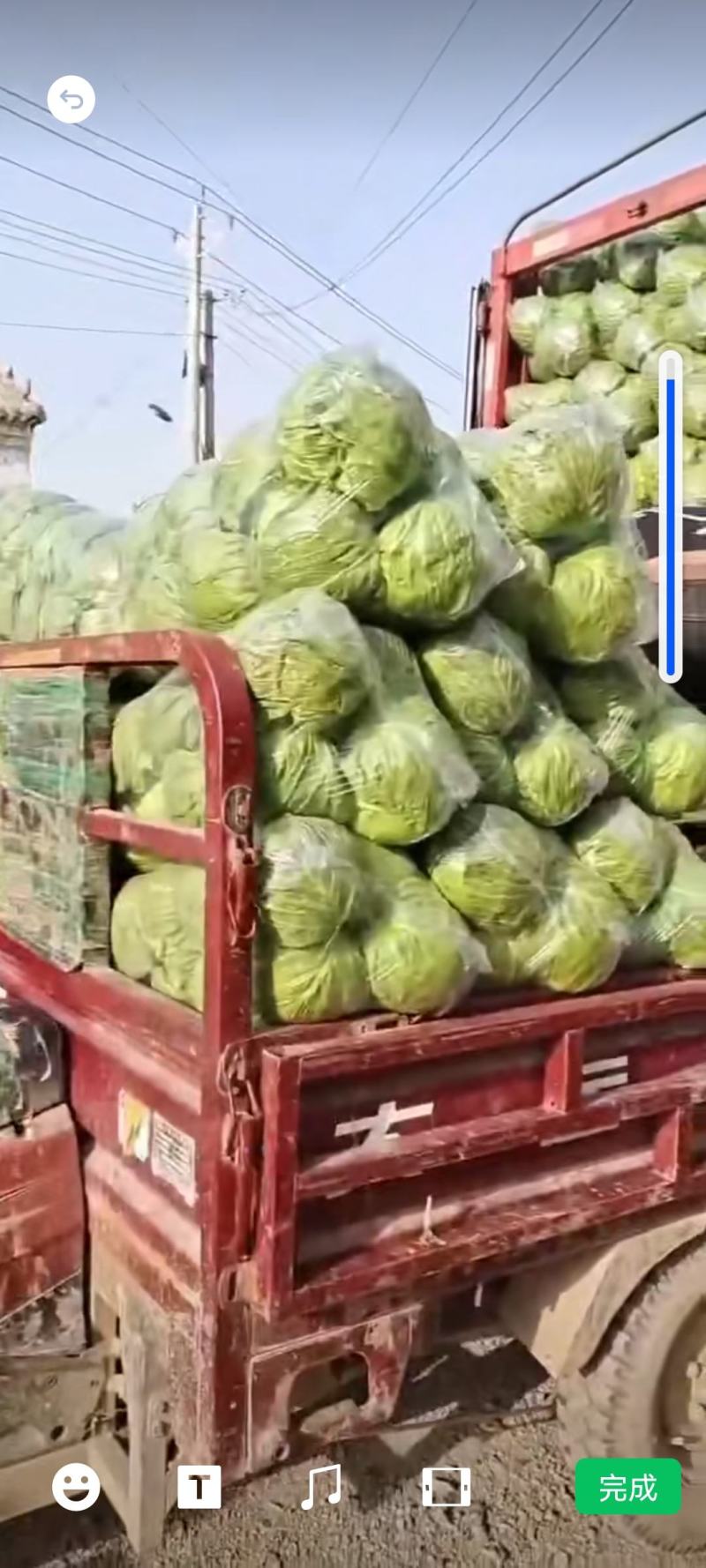 袋装甘蓝，中甘系列！货源充足，规格齐全，欢迎批发