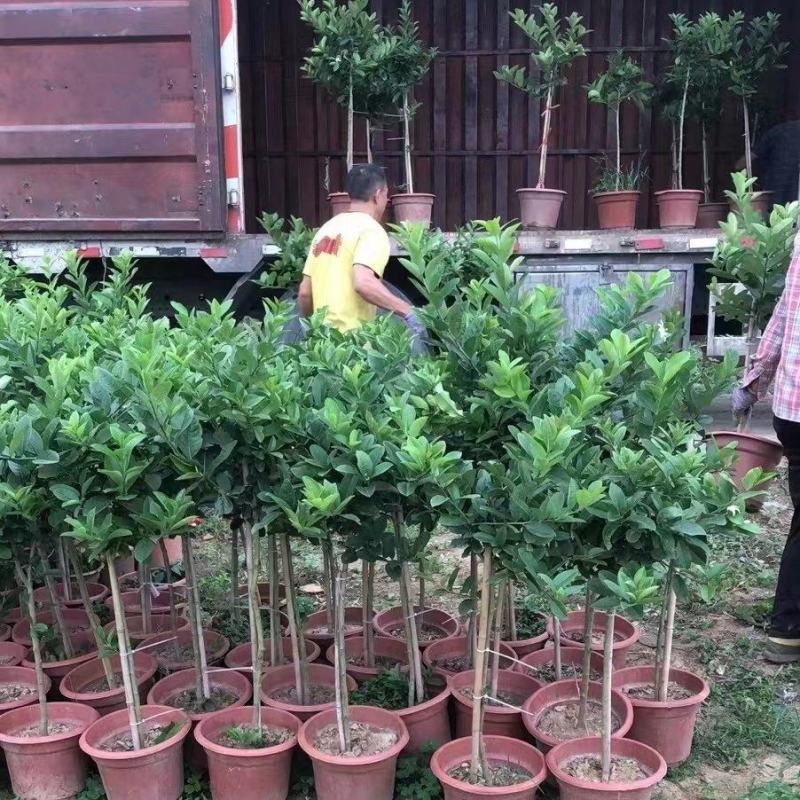 香水柠檬7个月左右桂果_果场基地广东香水柠檬苗无籽正宗