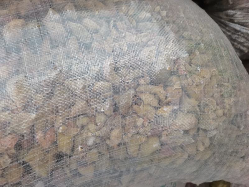 贵州中药材五倍子角倍百虫仓产地一手货源