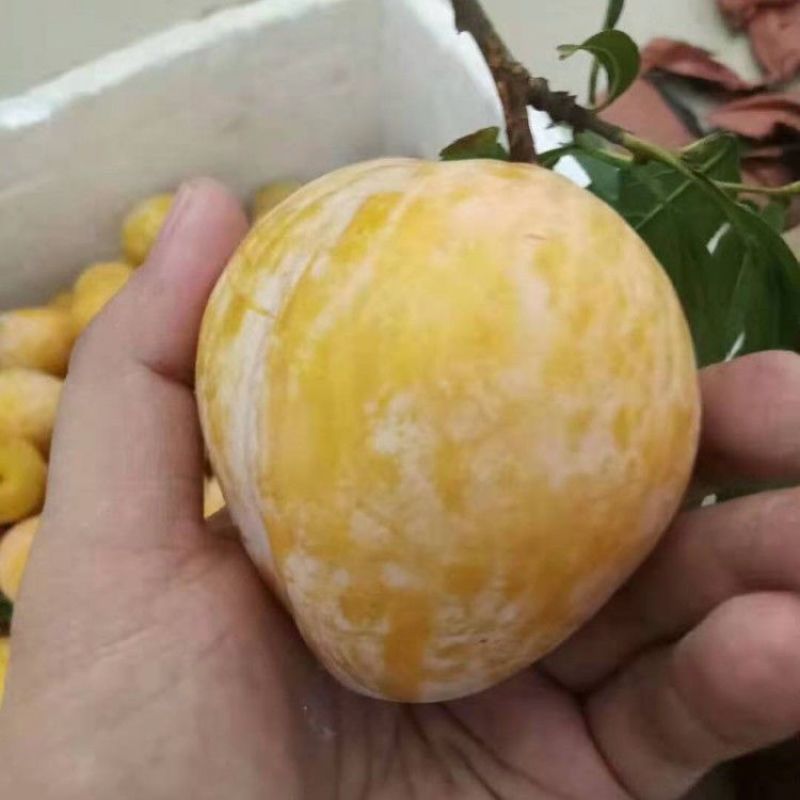 嫁接特大李子树苗无核脱骨蜂糖李子树苗苗南北方种植盆栽地栽