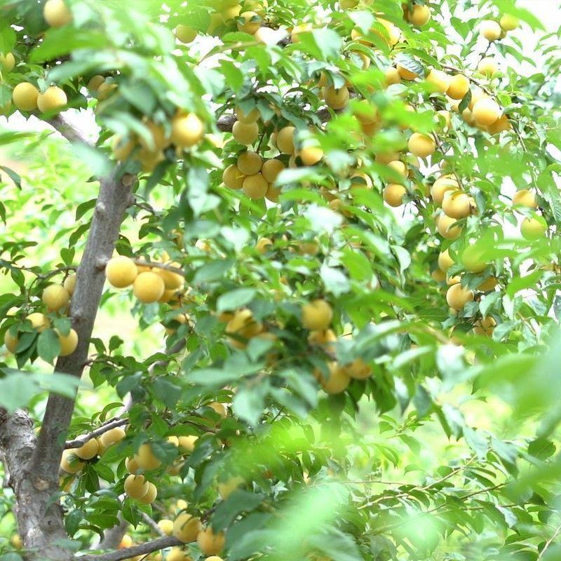嫁接特大李子树苗无核脱骨蜂糖李子树苗苗南北方种植盆栽地栽
