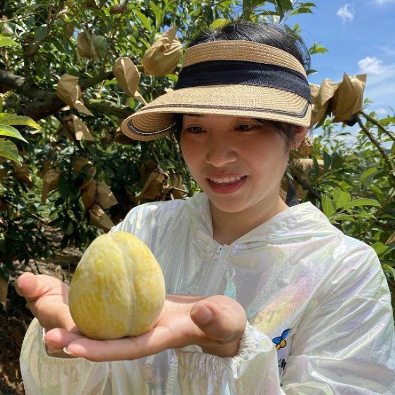 嫁接特大李子树苗无核脱骨蜂糖李子树苗苗南北方种植盆栽地栽