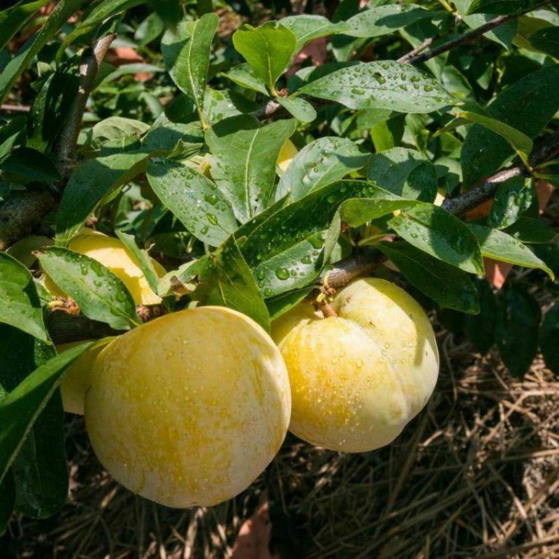 嫁接特大李子树苗无核脱骨蜂糖李子树苗苗南北方种植盆栽地栽