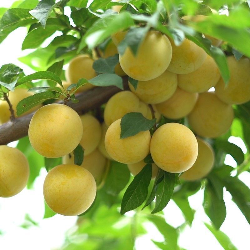 嫁接特大李子树苗无核脱骨蜂糖李子树苗苗南北方种植盆栽地栽