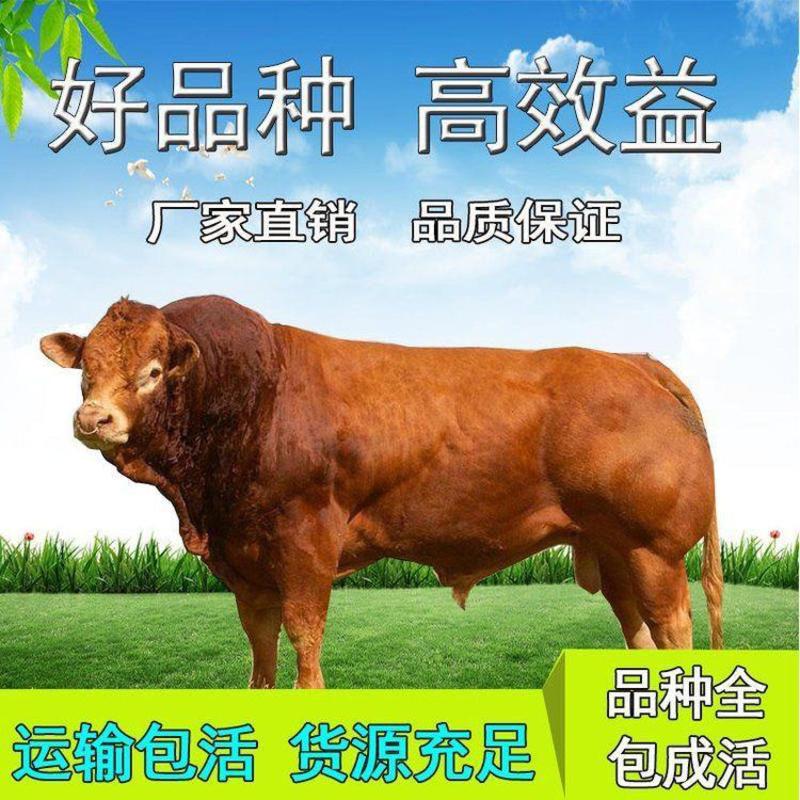 利木赞牛，长势快，出肉高，纯种利木赞牛，厂家直销，包运输