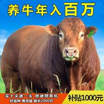 利木赞牛，长势快，出肉高，纯种利木赞牛，厂家直销，包运输