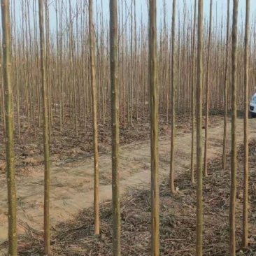 大量清地处理楸树一千亩
