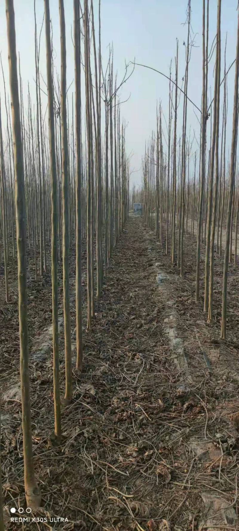 大量清地处理楸树一千亩