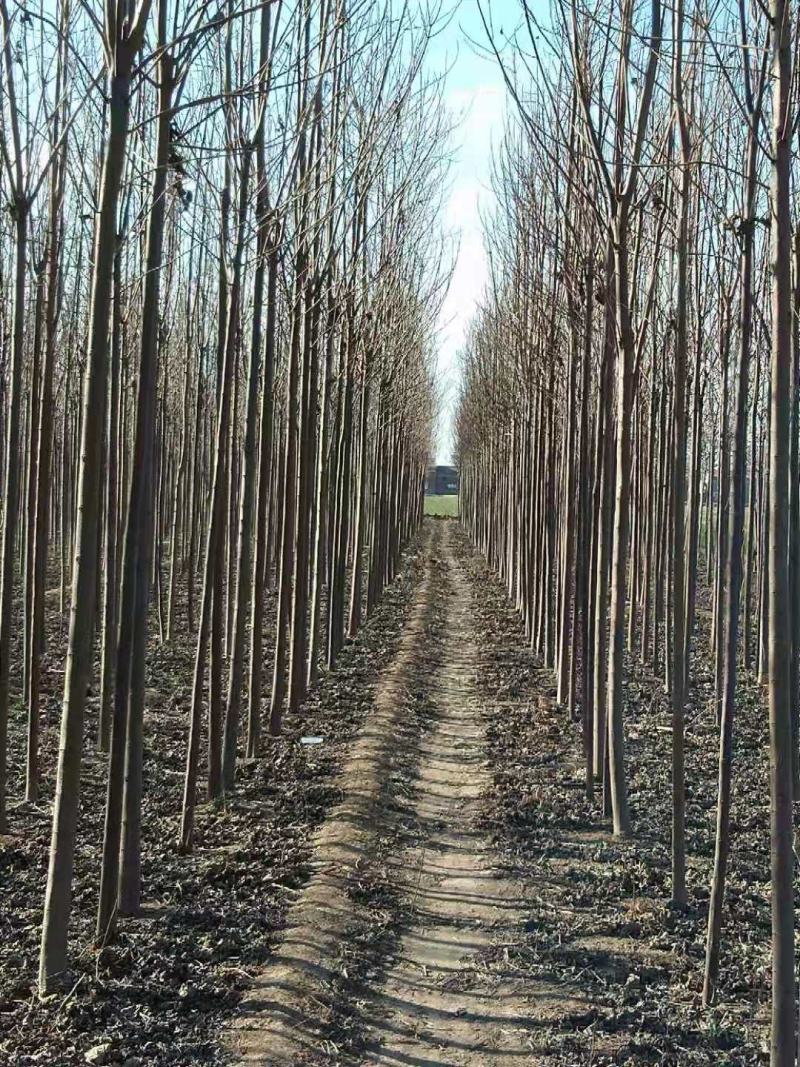 大量清地处理楸树一千亩