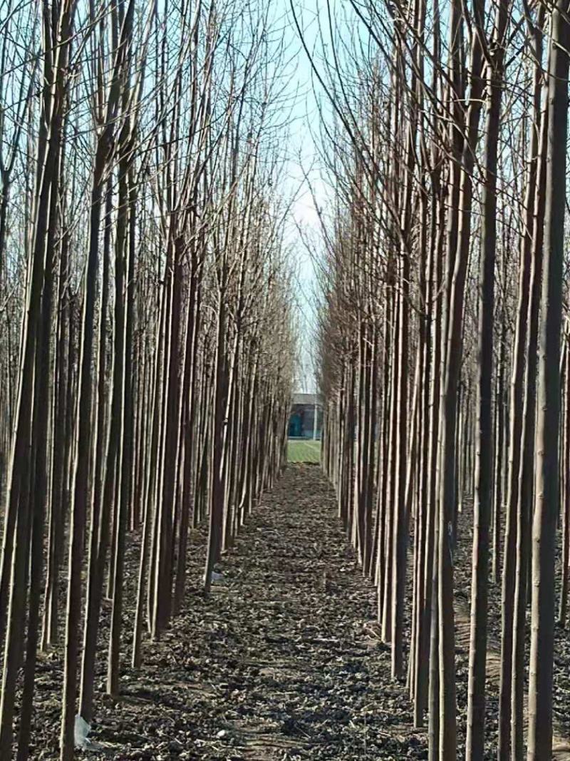 大量清地处理楸树一千亩