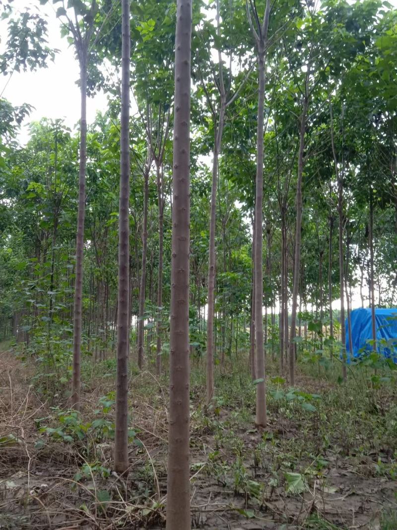 大量清地处理楸树一千亩