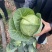 小铁头山地精品货长期有货