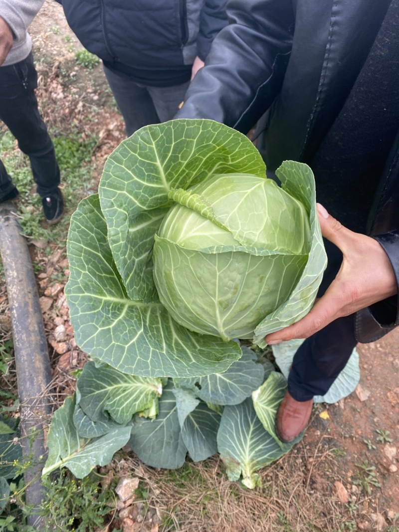 小铁头山地精品货长期有货