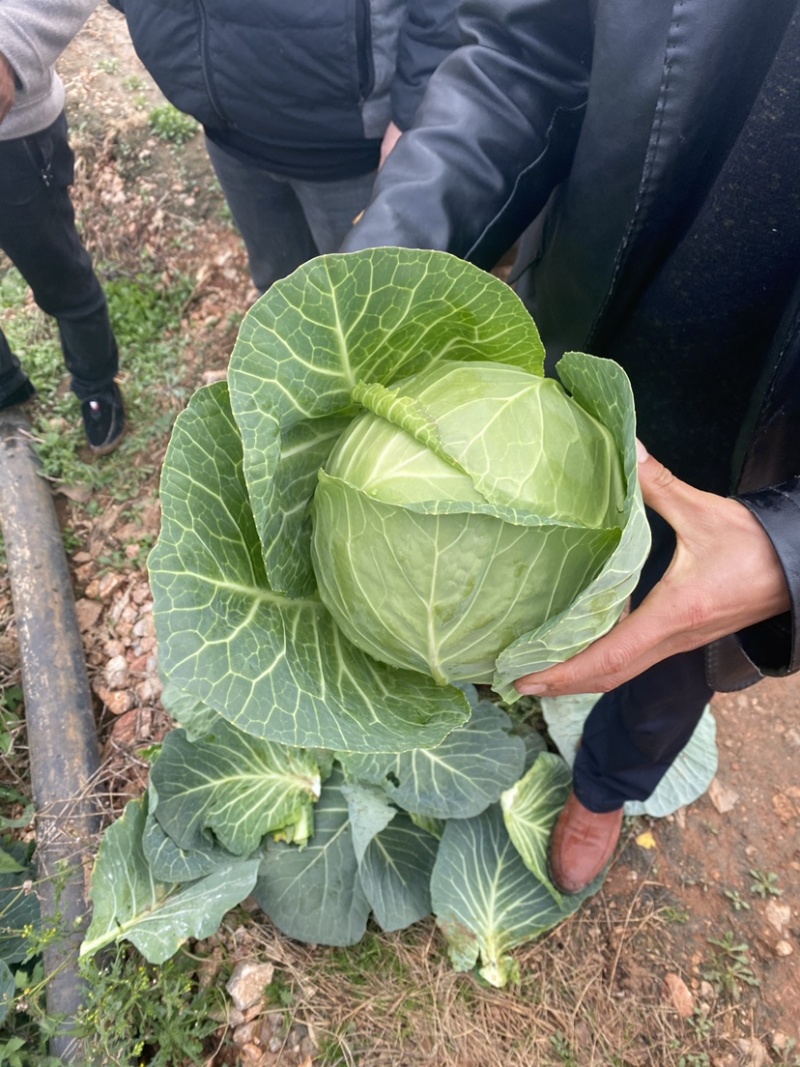 小铁头山地精品货长期有货