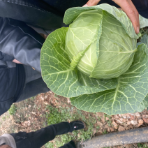 小铁头山地精品货长期有货