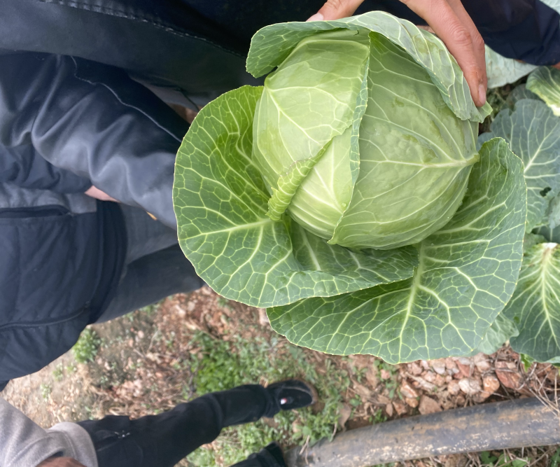 小铁头山地精品货长期有货