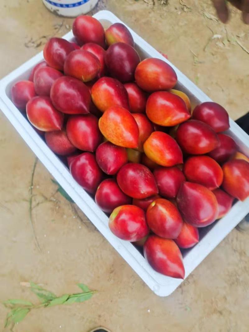 【优质油桃】中油油桃黄心油桃可对接市场电商商超社区团购