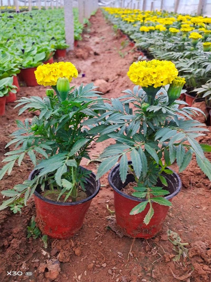 万寿菊